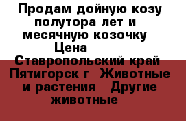 Продам дойную козу полутора лет и 7-месячную козочку › Цена ­ 100 - Ставропольский край, Пятигорск г. Животные и растения » Другие животные   